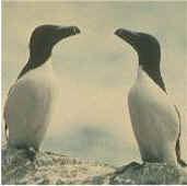 birds